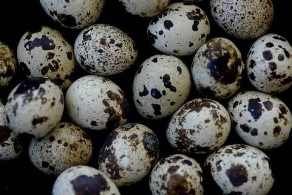 Troco só machos de cordoniz