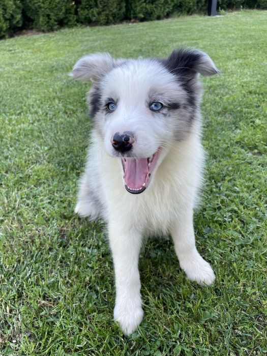 Border Collie Blue Merle – ostatni dostępny szczeniak