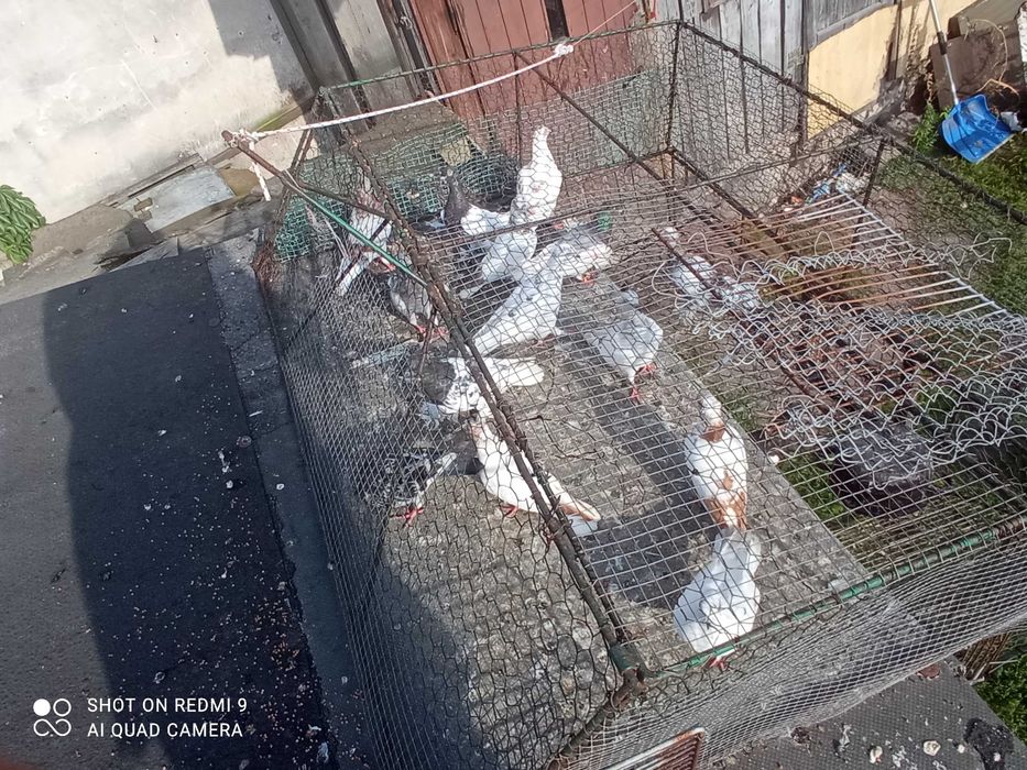 Gołębie pod kij tanio