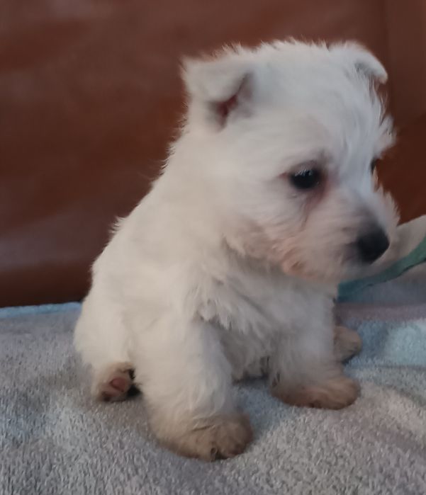 West highland white terrier piesek