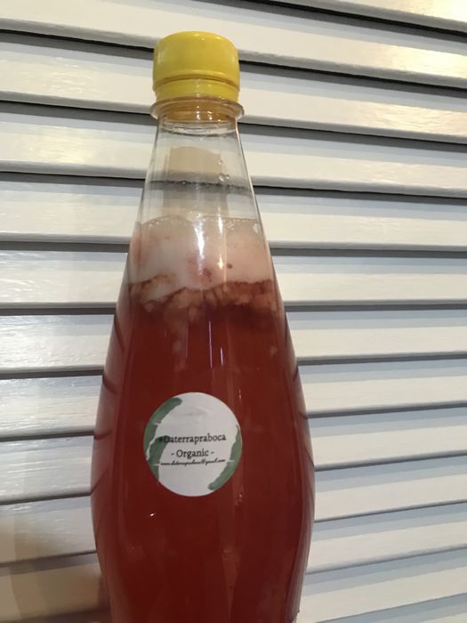Kombucha artesanal Daterrapraboca ou scoby