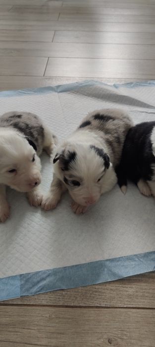 Border Collie suczka blue marle