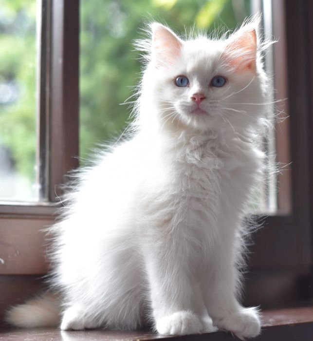 Kocurek  Ragdoll
