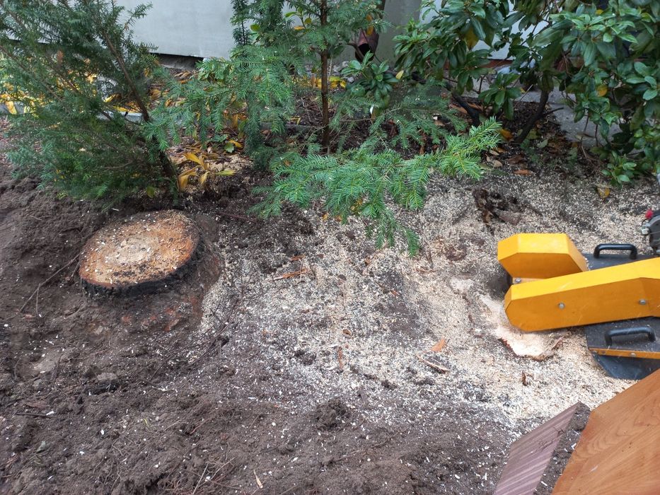 》》》Wycinka i Pielęgnacja Drzew《《《