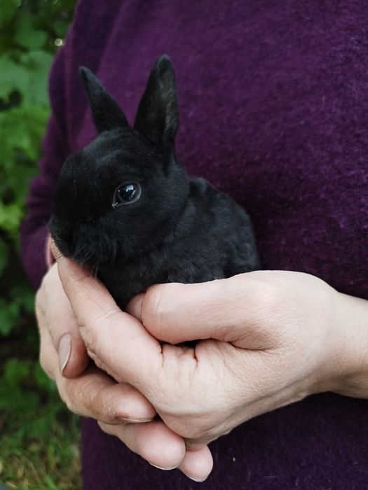 Królik karzełek Mini Rex 6 tygodni