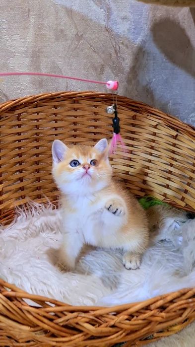 Девочка золотая шиншилла