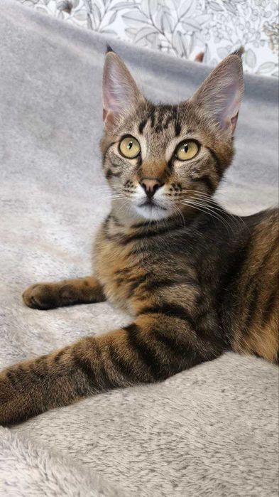 Рідкісна Руда кішечка підліток і полосатий хлопчик підліток