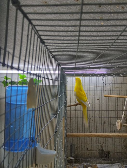 Macho rosela adulto flaveolus