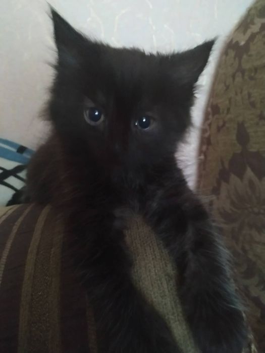 Шикарний котик шукає родину