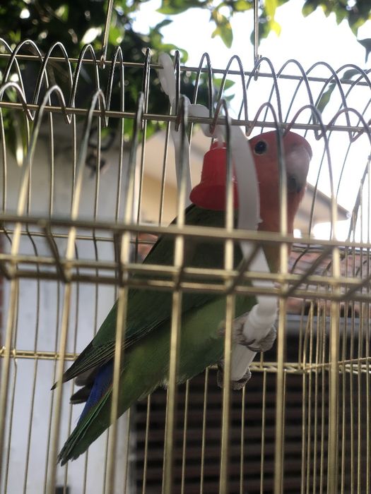 Vendo agapórnis rosileconis