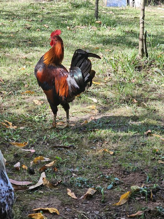 Excelentes galos para criação
