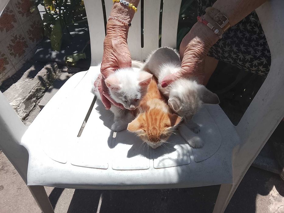 Gatinhos para adopção