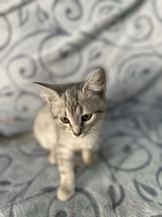 Подарую кошеня.         .