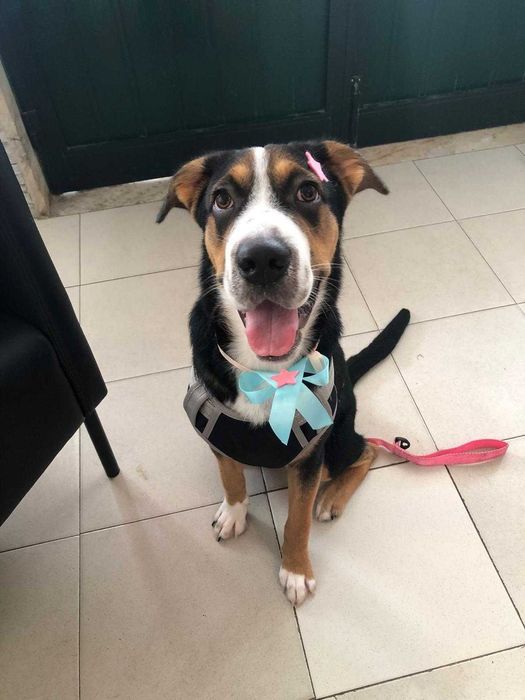 Cadela para doação