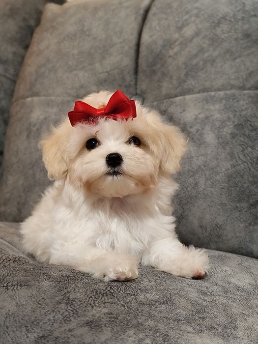 Курносые девочки мальтипу