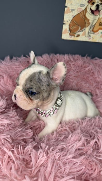 Menina buldog frances blue merle pied