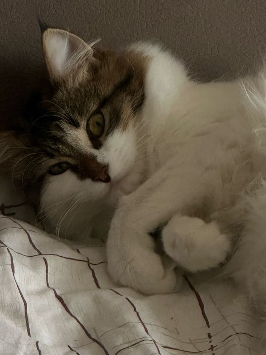 Кошка( девочка) бесплатно