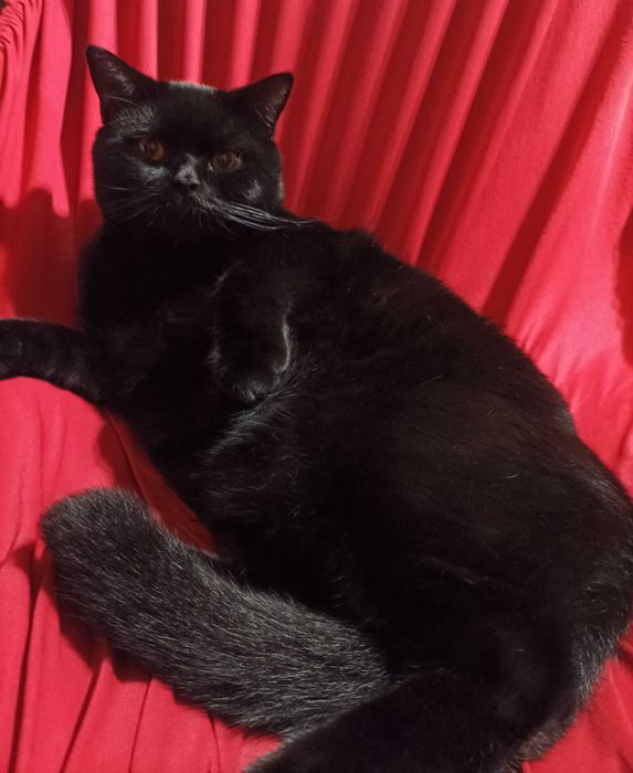 Вязка кота шотландского прямоухий кот