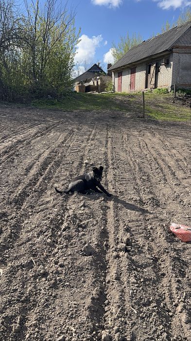 Відам у добі руки