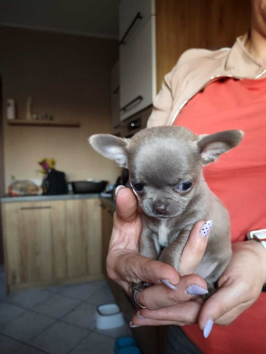 Chihuahua chłopiec niebieski