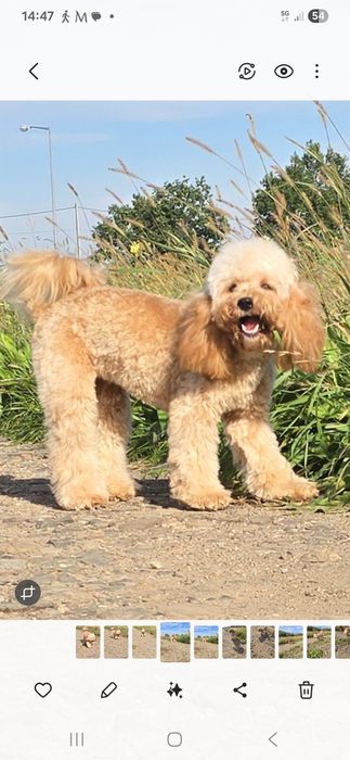 Cavapoo/ piękna dziewczynka