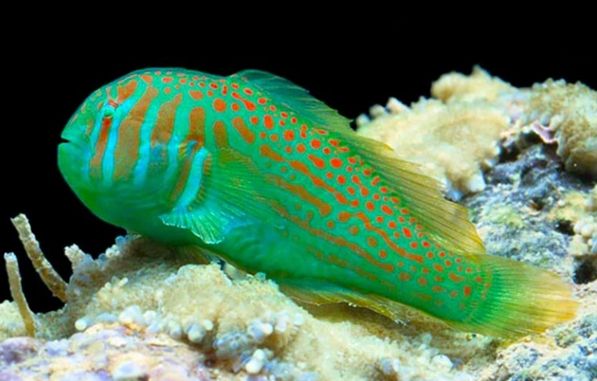 Ryba Gobiodon histrio Green Pink striped Acropora Goby FLUOLAMPS.PL WYSYLKI