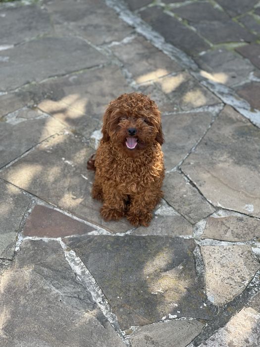 Мальтіпу ф1 та ф2