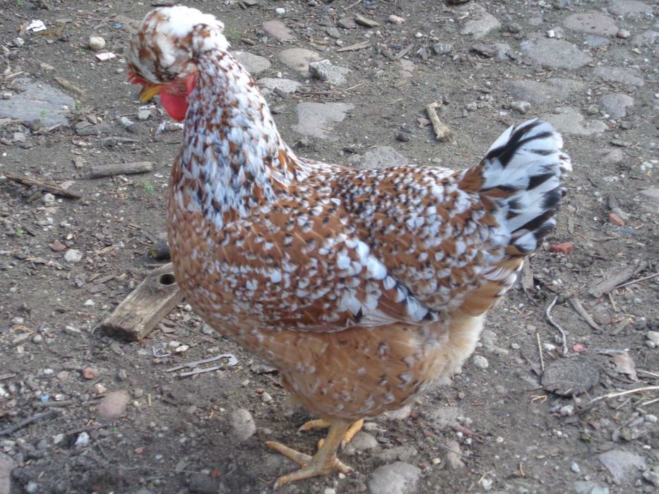 Czubatki , jaja legowe. Duze kury