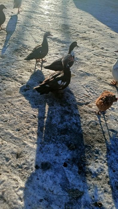 Kaczki   francuskie .okazja