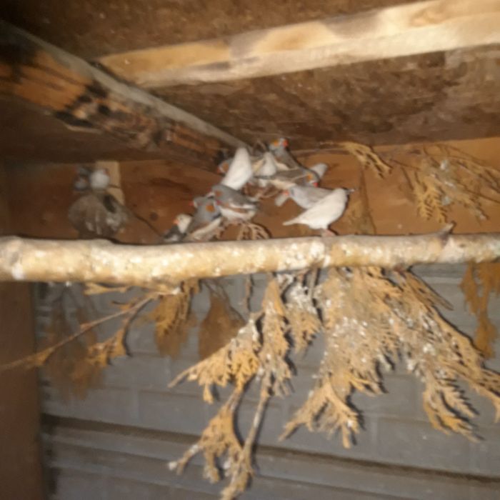 Amadyny zebrowane zeberki