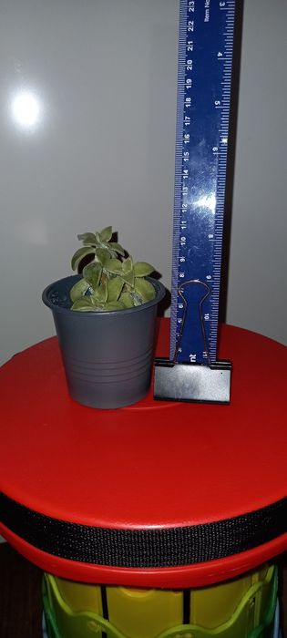 Кімнатна квітка/ рослина Ехеверія
