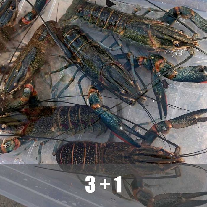 Австралійські раки (родина 3 самиці і 1 самець)готові до розмноження