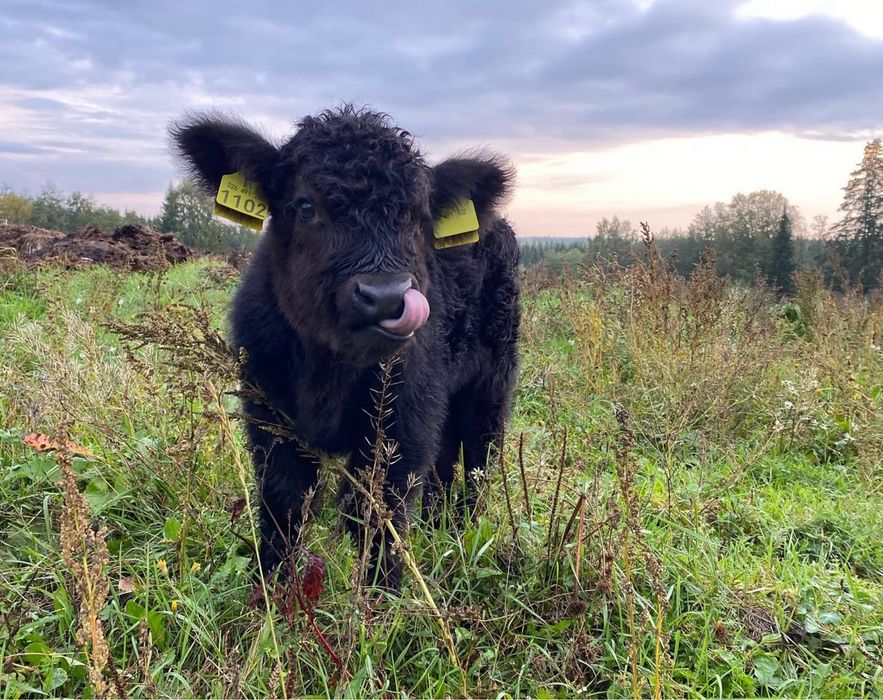Хайленд корова швейцарська