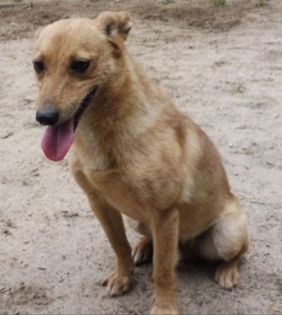 Śliczny mały Etylek do adopcji