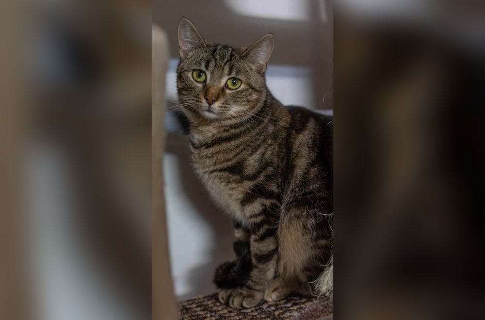 Kochana kotka marzy do domku!