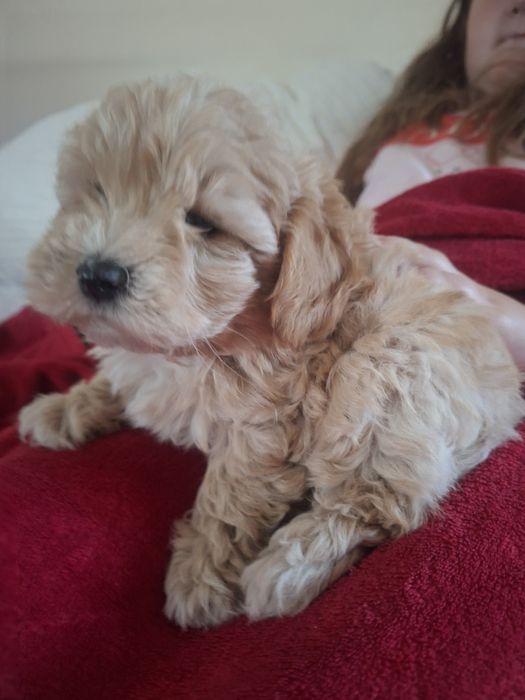 Maltipoo - śliczny piesek mini
