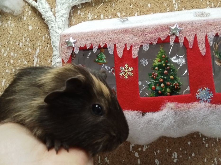 Морская   свинка