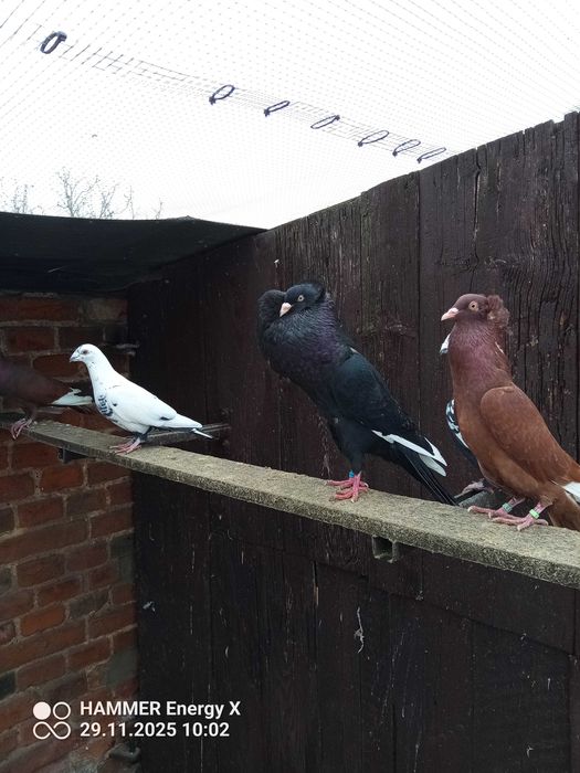 Garłacz Górnoślaski