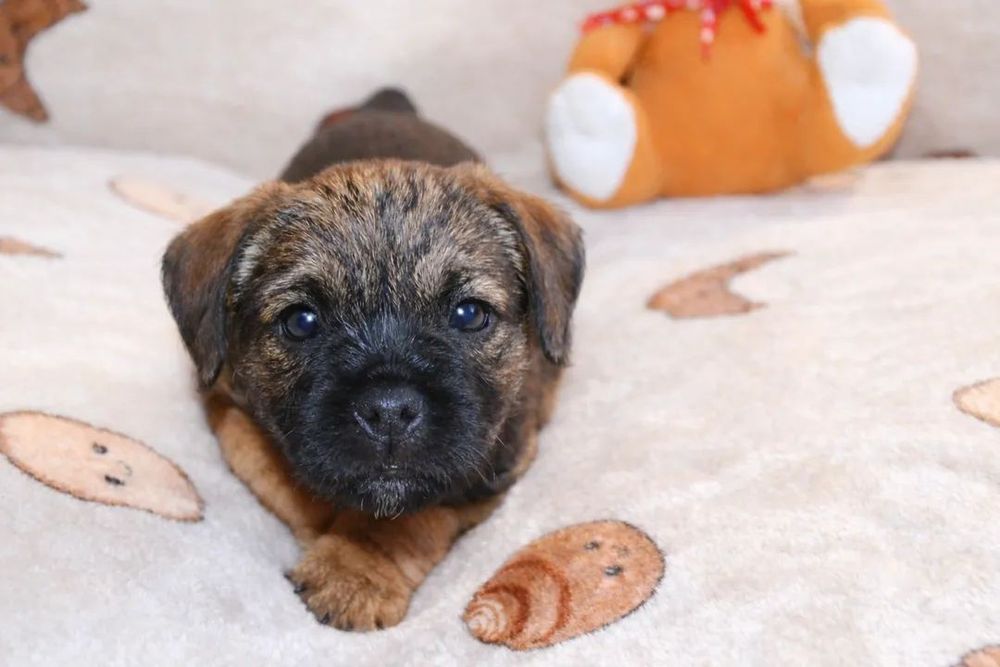 Border Terrier szczenięta hodowla ZKwP/FCI WOLNY PIESEK