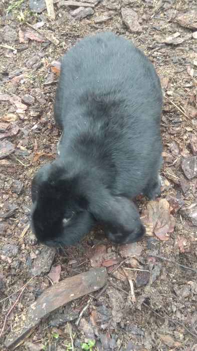 Baran francuski samice