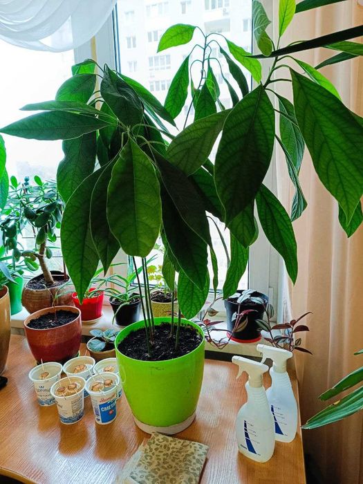 Продам авокадо з 5 та 4 дерев в одному горщику.