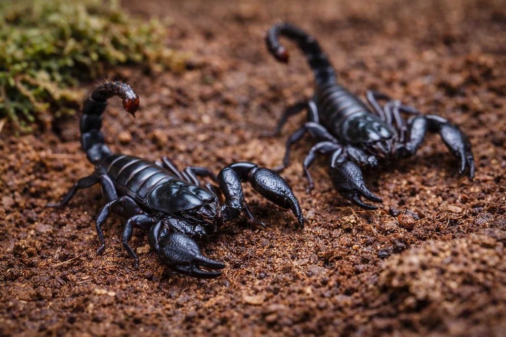 Heterometrus petersii L2/L3 – idealne na start hodowli
