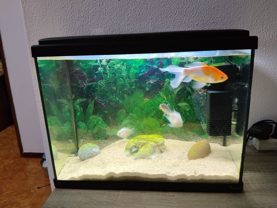 Aquário completo aceito troca