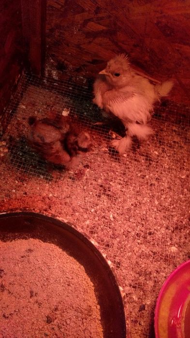 Piękne kurczęta silki