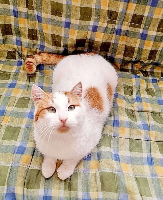Отдам даром в добрые руки бело-рыжих котиков