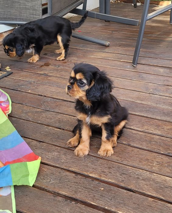 Cavalier King Charles Spaniel piesek