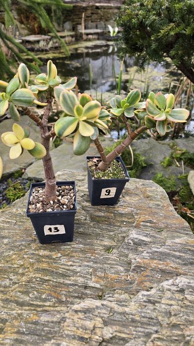 Grubosz Crassula Hummel's Ghost