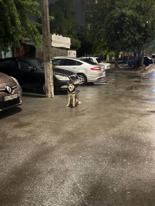 ШЕПЕТІВКА .Хаскі шукає дім
