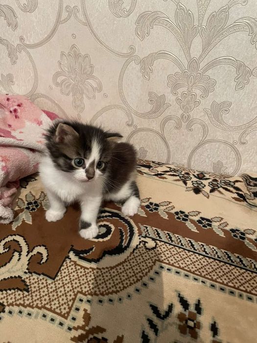 Кошенятко  трьохкольорове