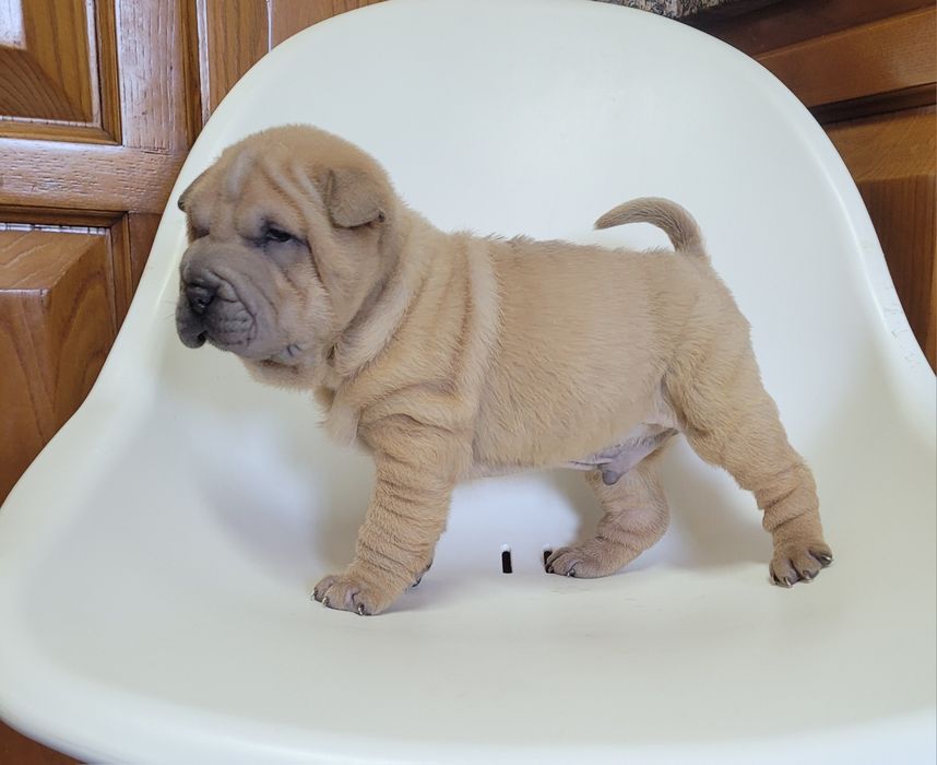 Sharpei macho bebé